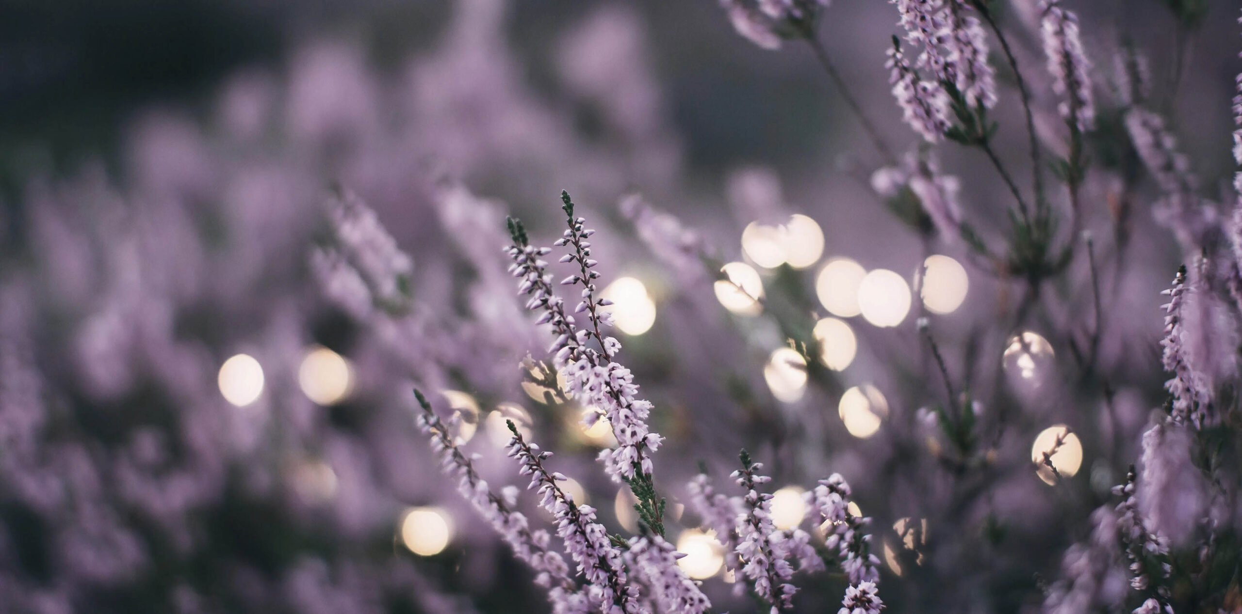 Nada-Brahma-Retreats_Wallis-32